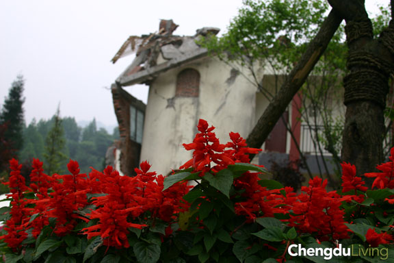 Qingcheng Shan flowers
