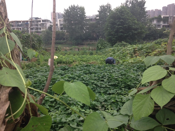 Chengdu Urban Plots