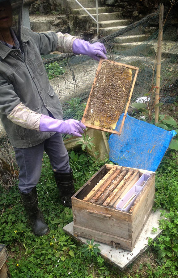 Sichuan honeybees